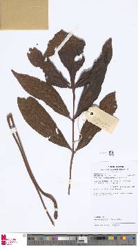 Image of Tectaria fissa