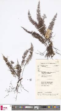 Image of Callistopteris apiifolia