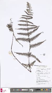 Image of Phegopteris cyclocarpa