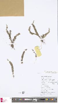 Lindsaea lucida image