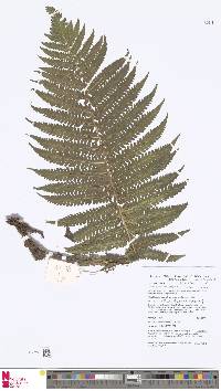 Sphaerostephanos polycarpus image