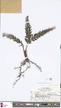 Cephalomanes javanicum var. asplenioides image