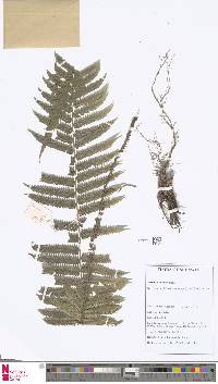 Image of Sphaerostephanos polyotis