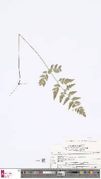 Image of Lindsaea heterophylla