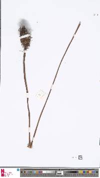 Image of Chingia atrospinosa