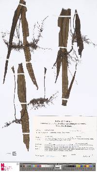 Image of Lepisorus nudus