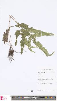 Lindsaea pallida image