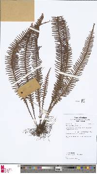 Image of Prosaptia obliquata