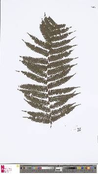 Sphaeropteris chinensis image