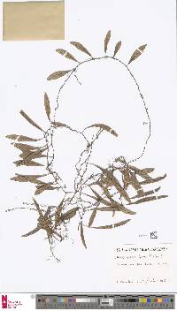 Image of Lemmaphyllum rostratum