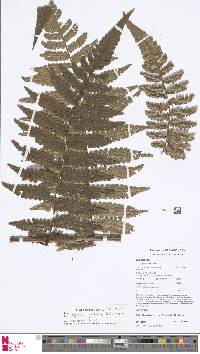 Cyathea cyatheoides image