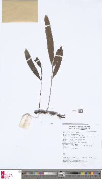 Image of Lomariopsis spectabilis