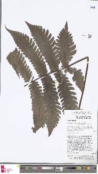 Image of Tectaria gigantea