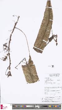Image of Oleandra articulata