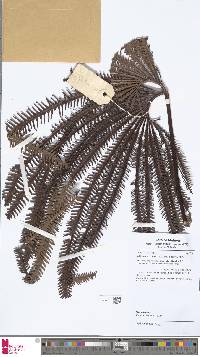 Image of Matonia pectinata