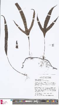 Phymatosorus papuanus image