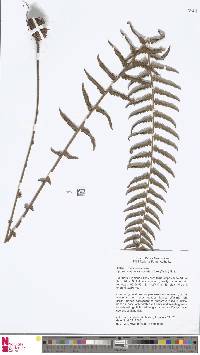 Sphaerostephanos acrostichoides image