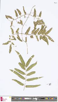 Image of Lygodium salicifolium