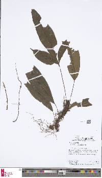 Image of Lomariopsis prieuriana