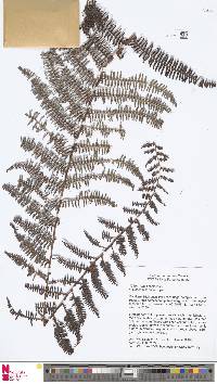 Diplopterygium sordidum image
