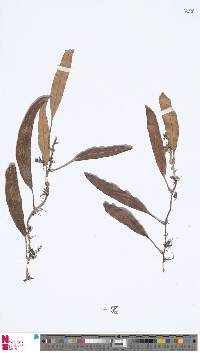 Pyrrosia foveolata image