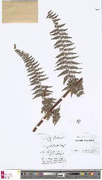 Megalastrum spectabile image
