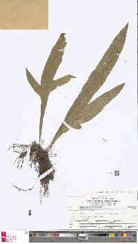 Image of Leptochilus insignis