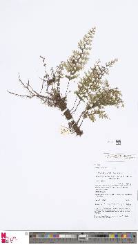 Image of Hymenophyllum geluense