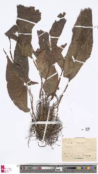 Image of Tectaria harlandii