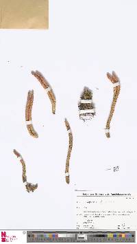 Phlegmariurus saururus image