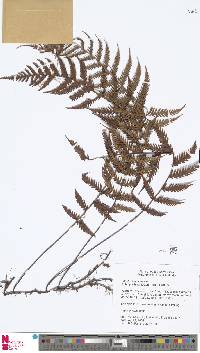 Arthropteris articulata image