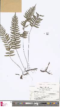 Image of Hymenasplenium pubirhizoma
