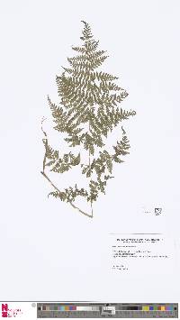 Athyrium pectinatum image