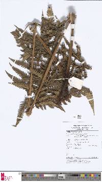 Image of Pneumatopteris christelloides