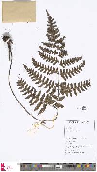 Image of Diplazium acanthopus