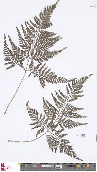 Image of Davallia griffithiana
