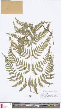 Dryopteris caroli-hopei image