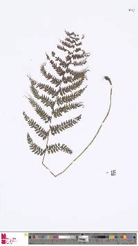 Image of Athyrium dubium