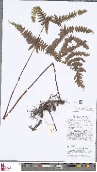 Image of Phegopteris aurita