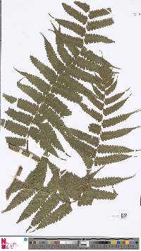 Image of Diplazium arborescens