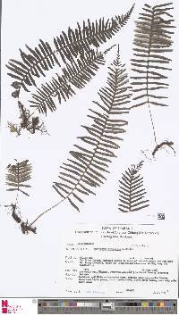 Image of Polypodiodes manmeiensis