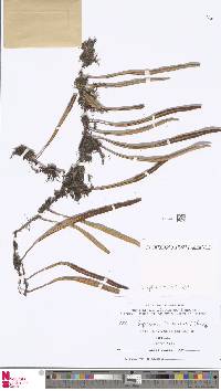 Image of Pyrrosia tonkinensis