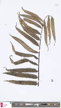 Angiopteris evecta image