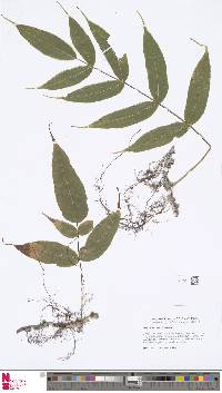 Image of Selliguea tomentosa