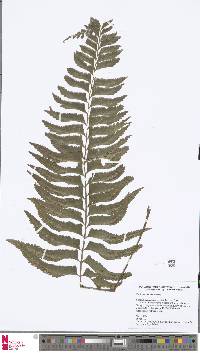 Image of Hymenasplenium obscurum