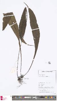 Image of Microsorum heterocarpum