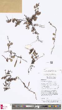 Image of Pyrrosia piloselloides