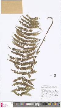 Image of Deparia allantodioides