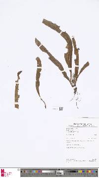 Elaphoglossum curvans image