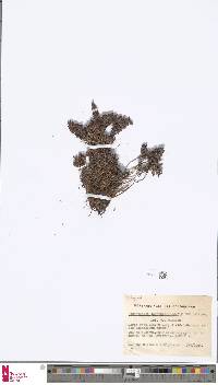 Image of Arachniodes leucostegioides